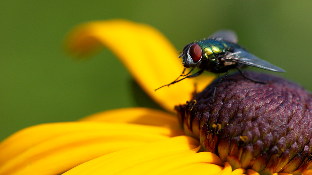 Fliege 1 (Makro)
