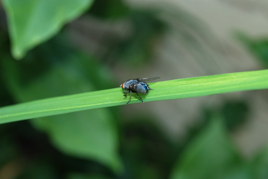 Fliege 1