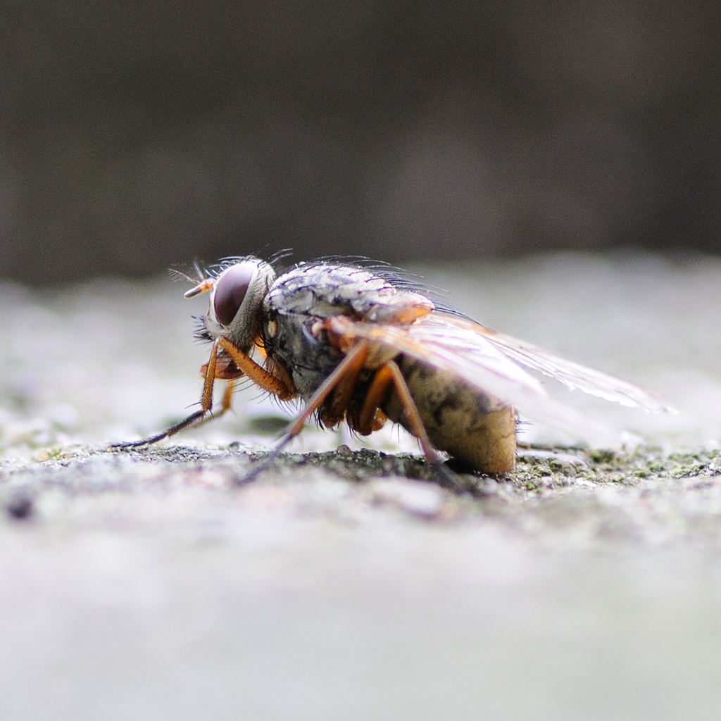 Fliege 1