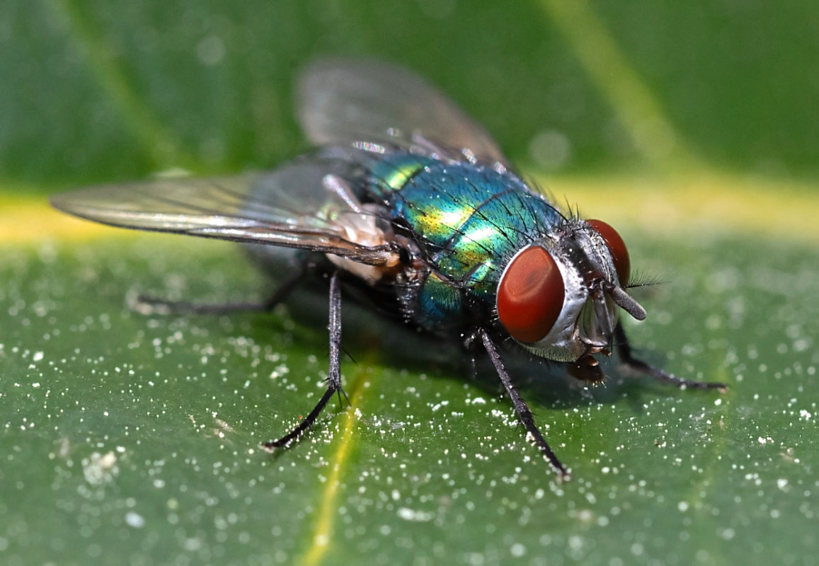 Fliege 3.jpg