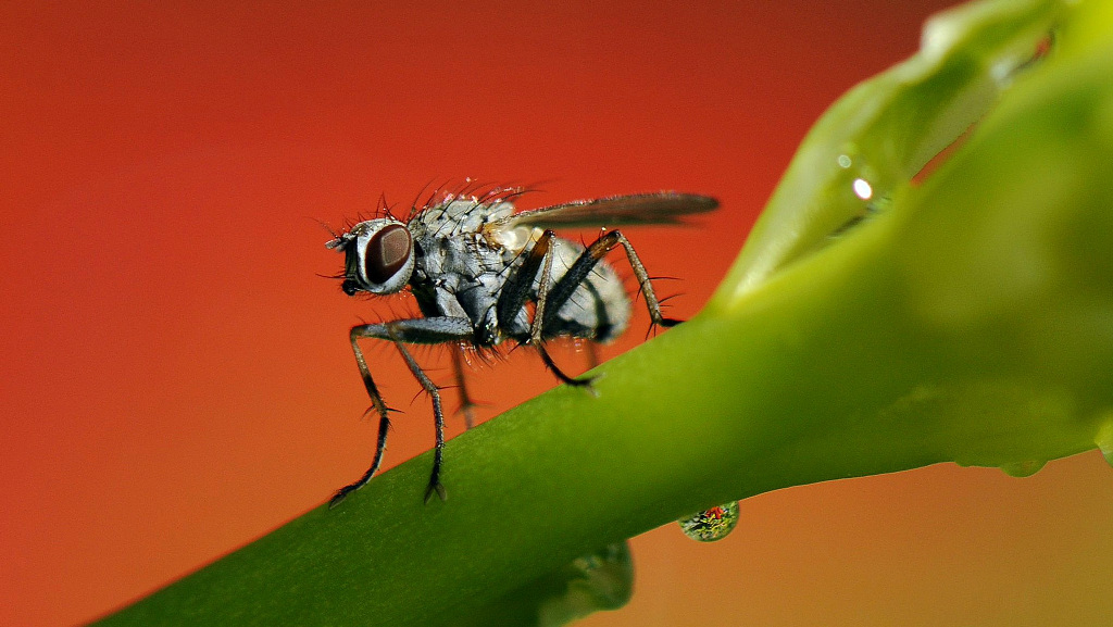 Fliege 3