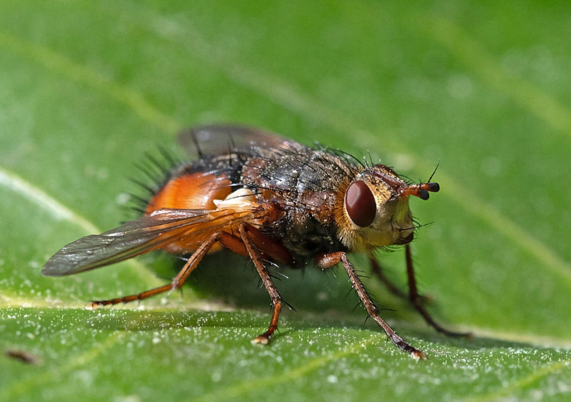 Fliege 4.jpg