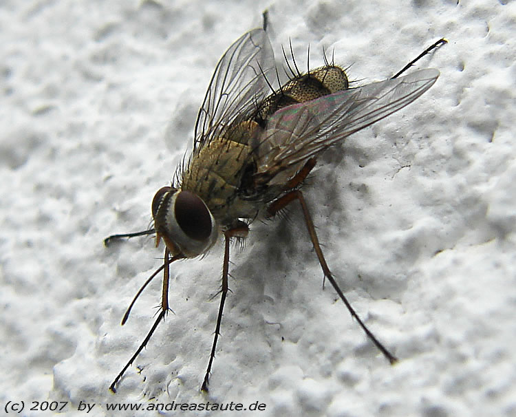 Fliege an der Wand. Makro