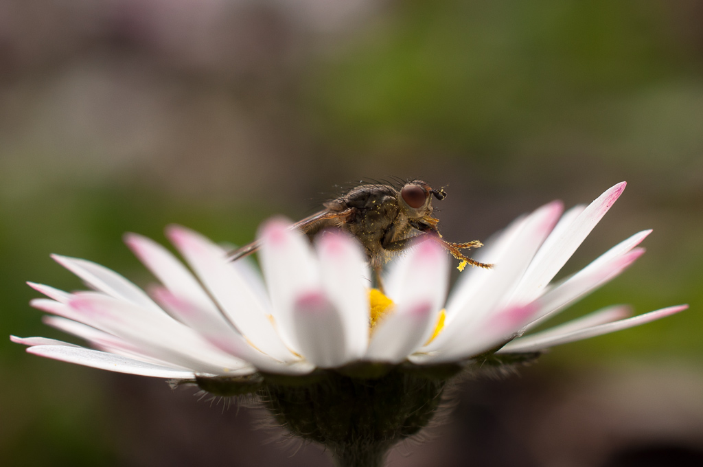 Fliege auf Gänseblümchen