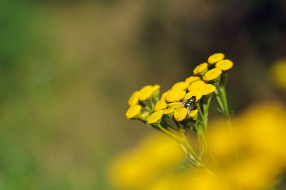Fliege auf gelber Blume