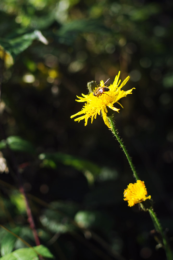 Fliege auf Gelber Blume