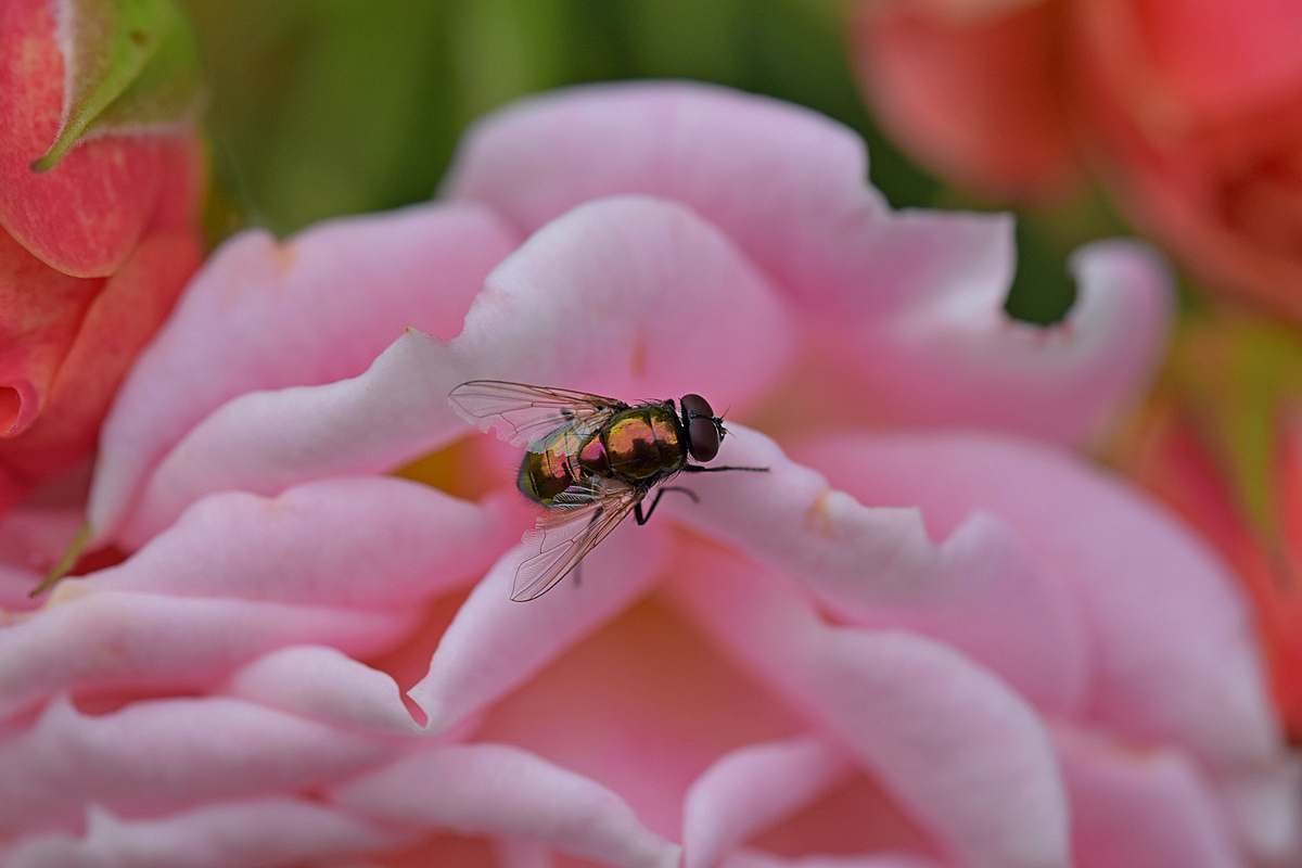 Fliege auf Rose 2