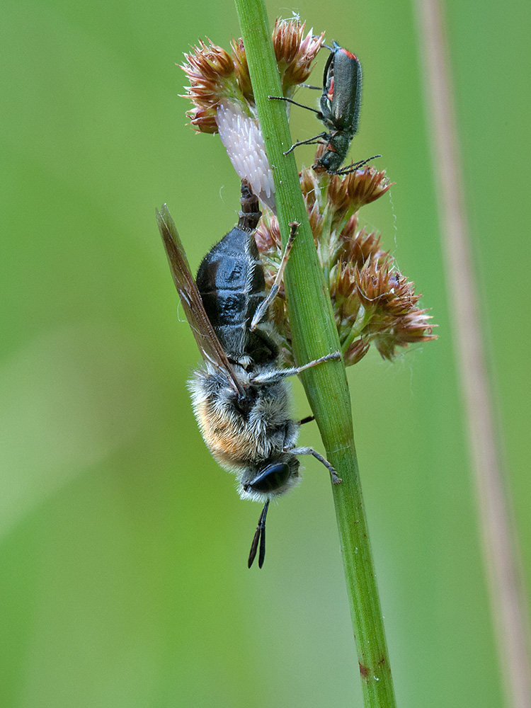 Fliege bei der Eiablage