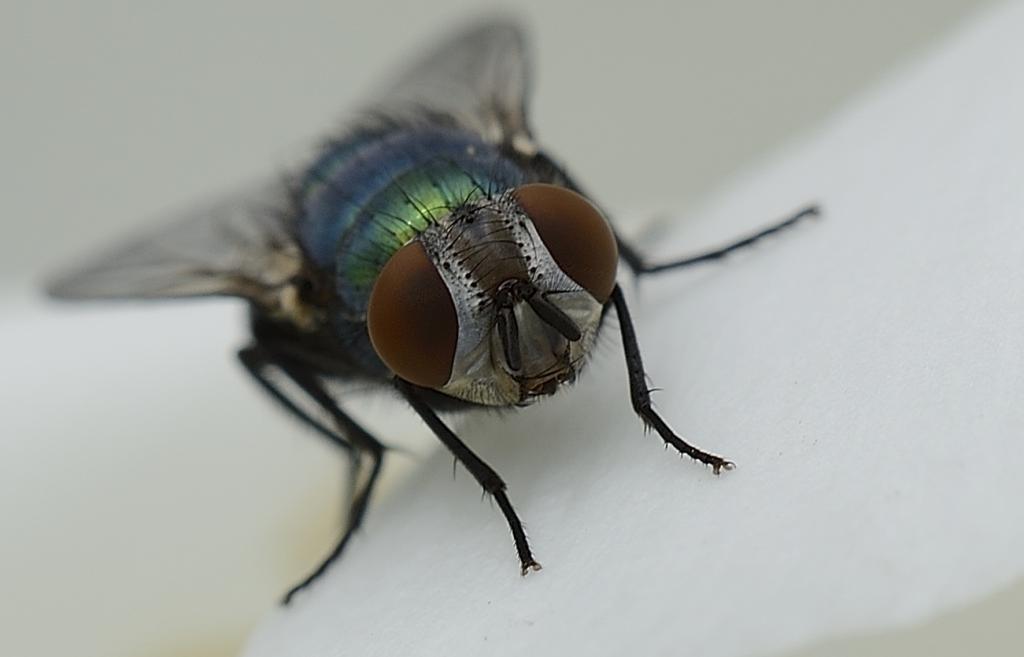 Fliege DSC5056 1