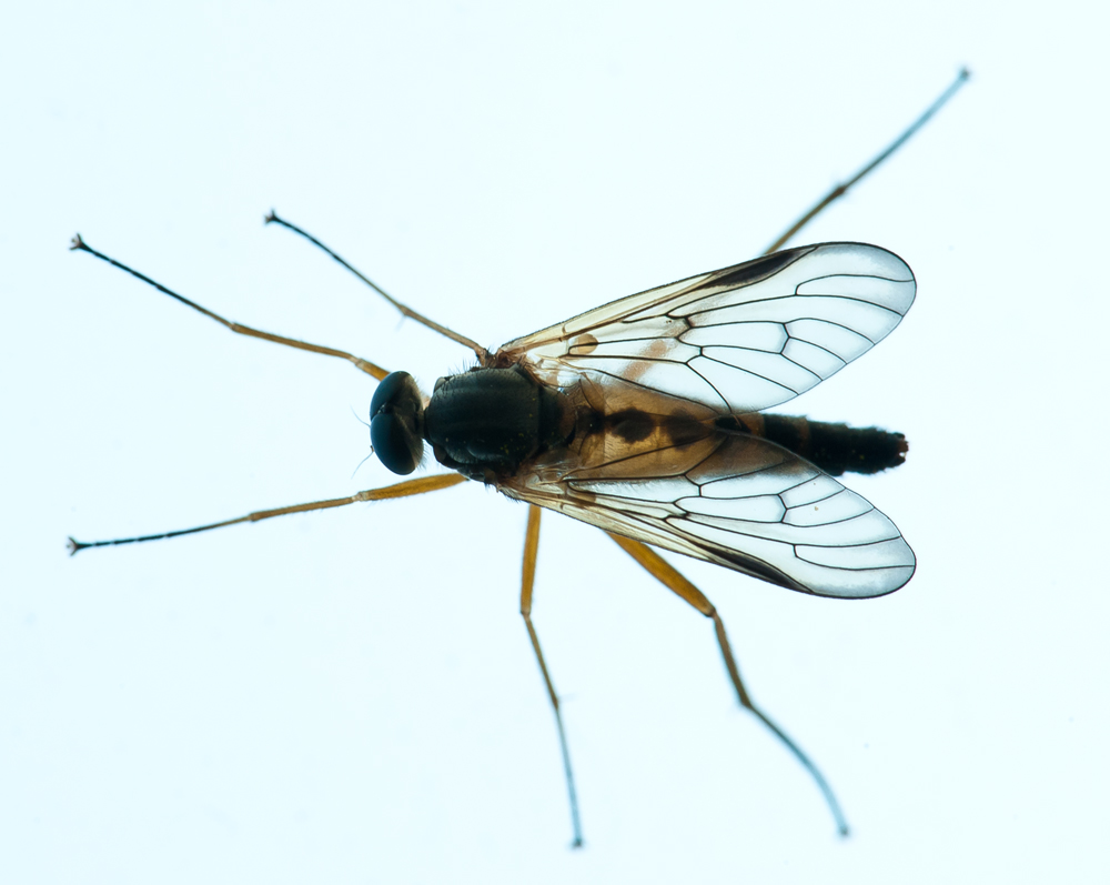Fliege geröntgt
