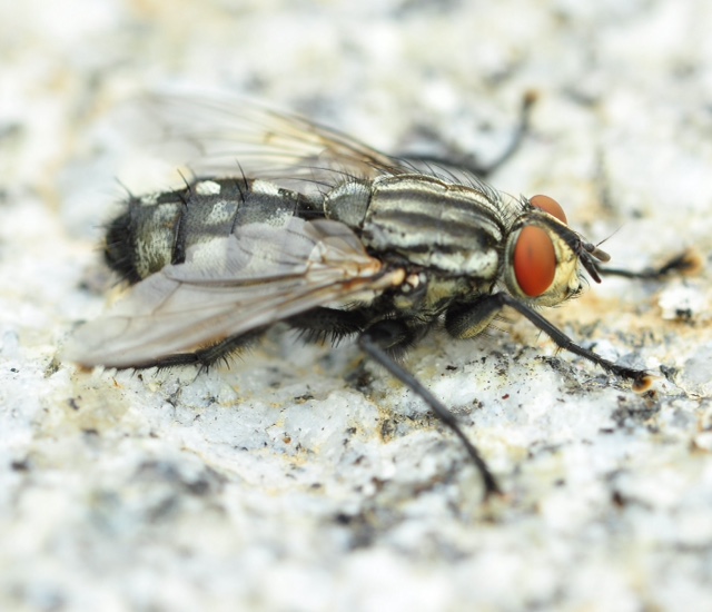 Fliege.jpg