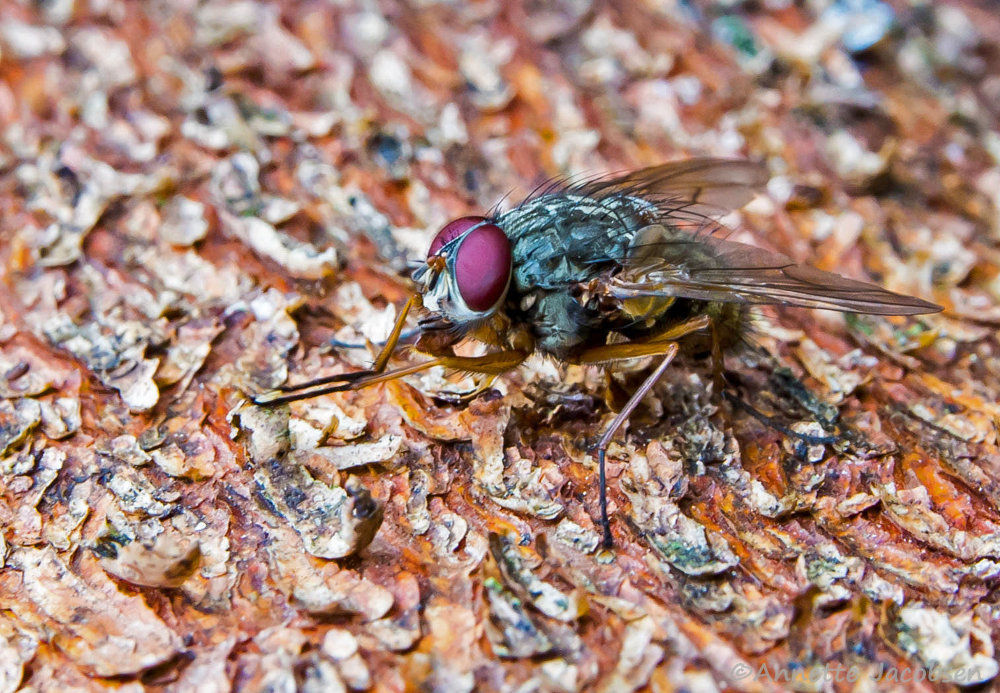 Fliege klein