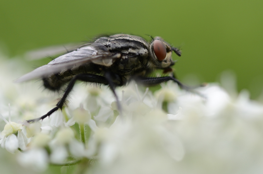 Fliege Makro