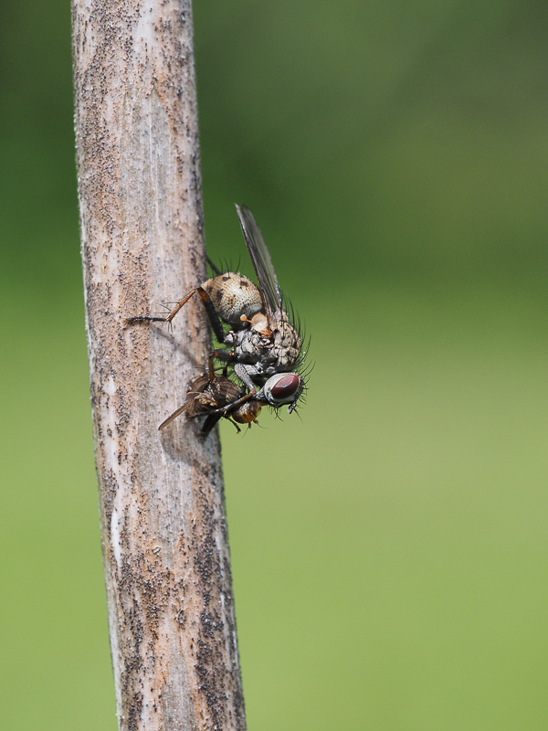 Fliege mit Beute