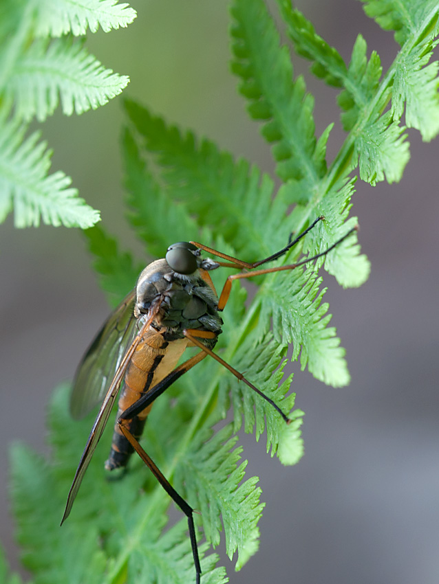 Fliege unbekannt 2012 07 07 00