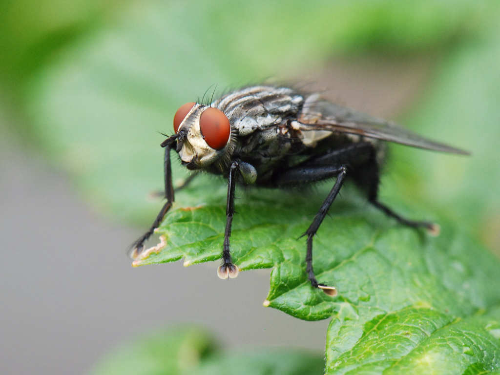 Fliege