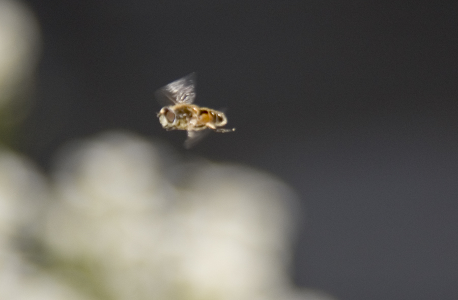 Fliege