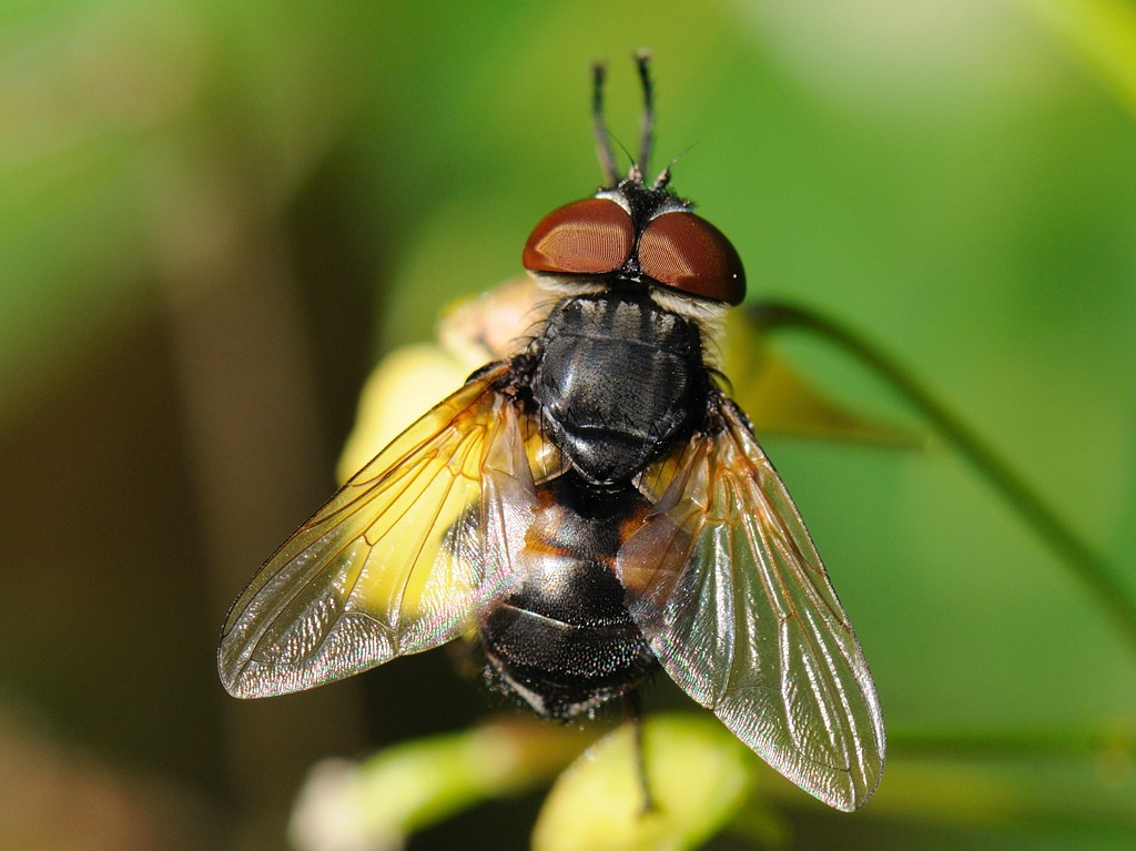 Fliege