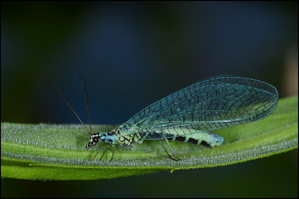 fliege