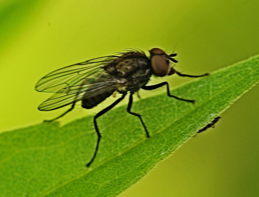 Fliege