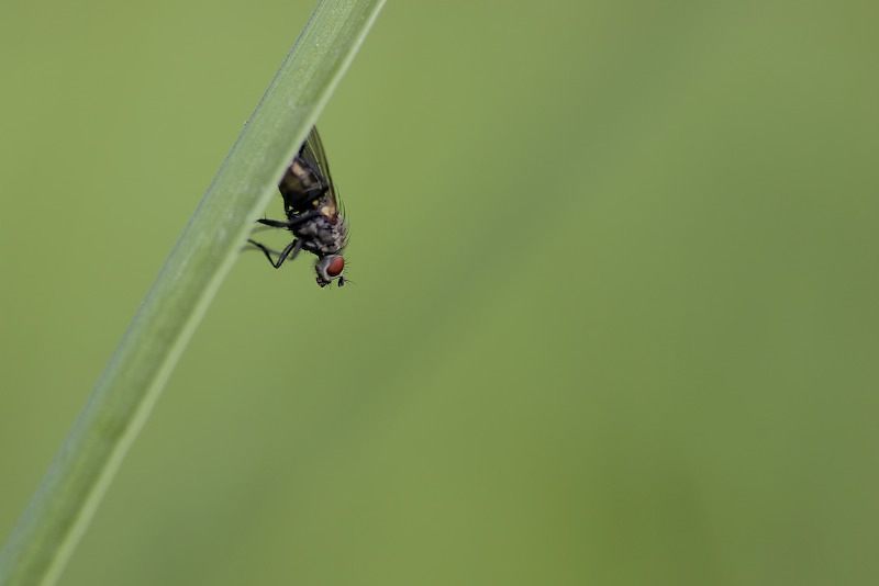 Fliege