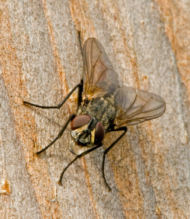 fliege