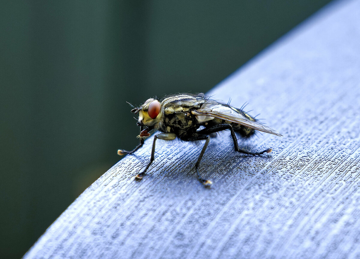 Fliege