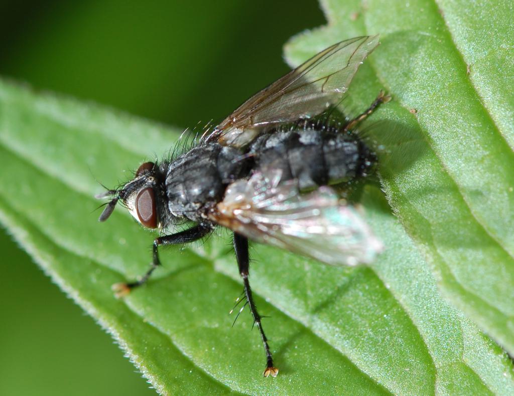 fliege