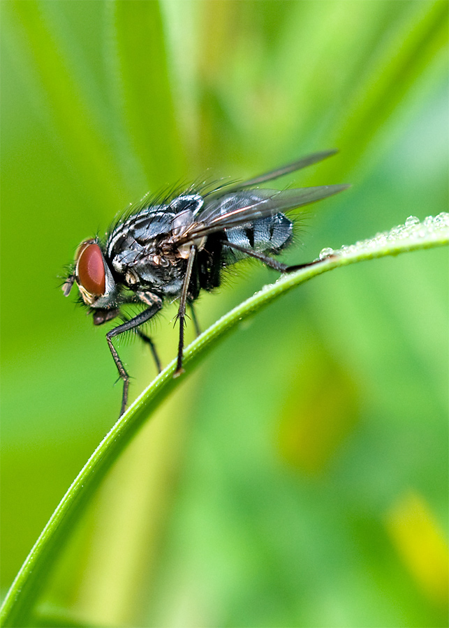 fliege