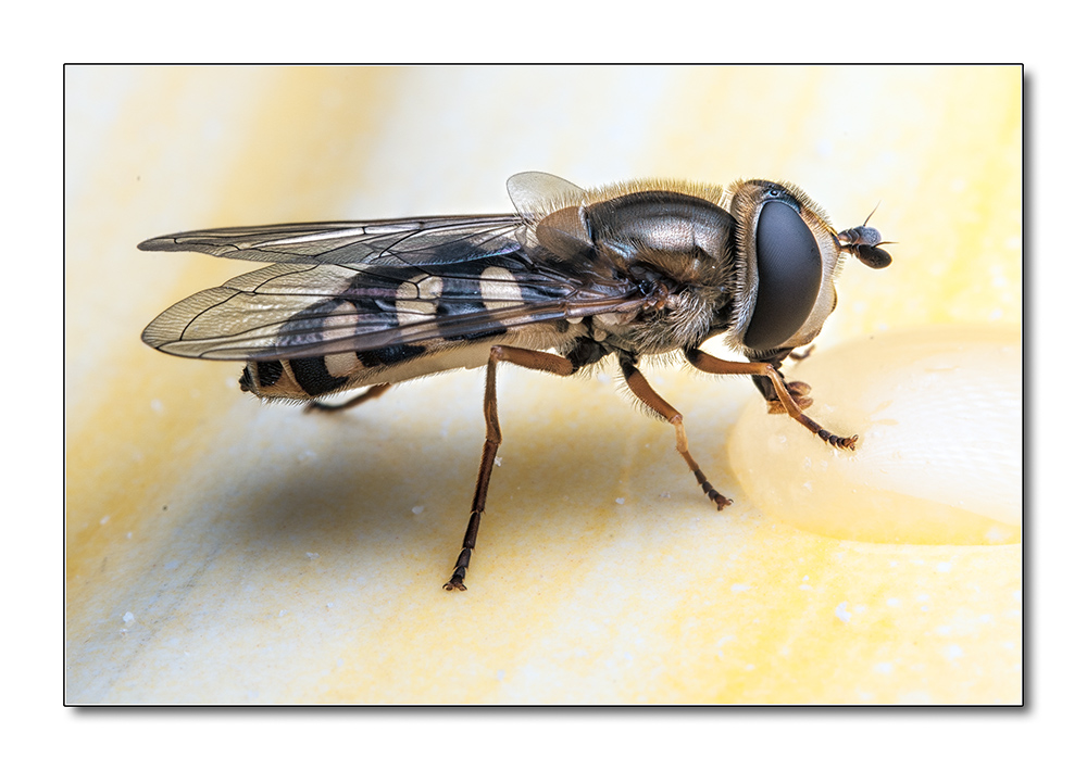 Fliege1