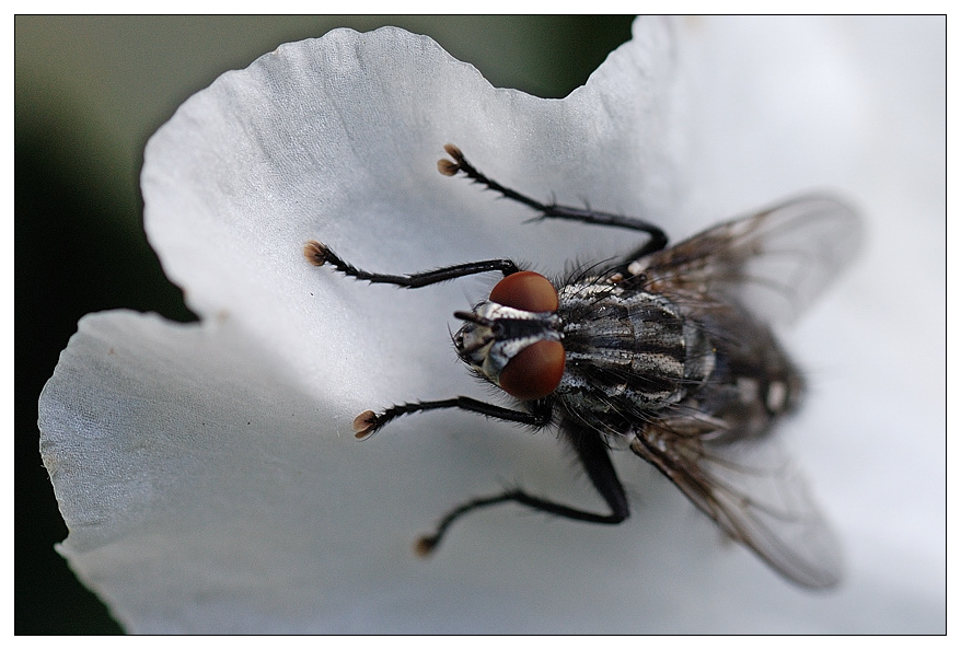 fliege1