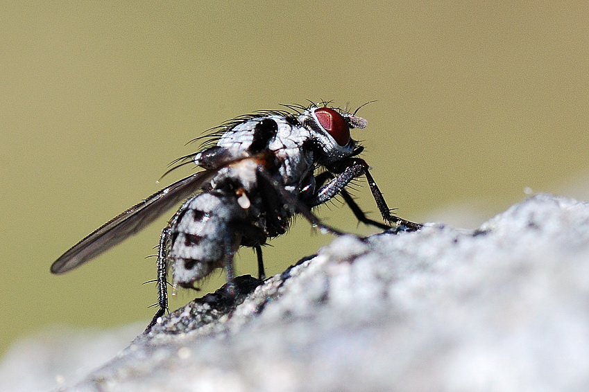 fliege1