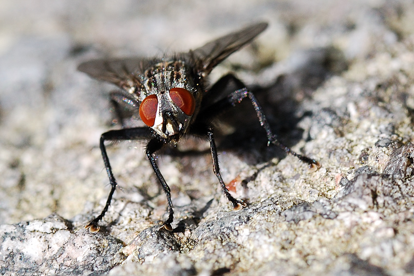 fliege2