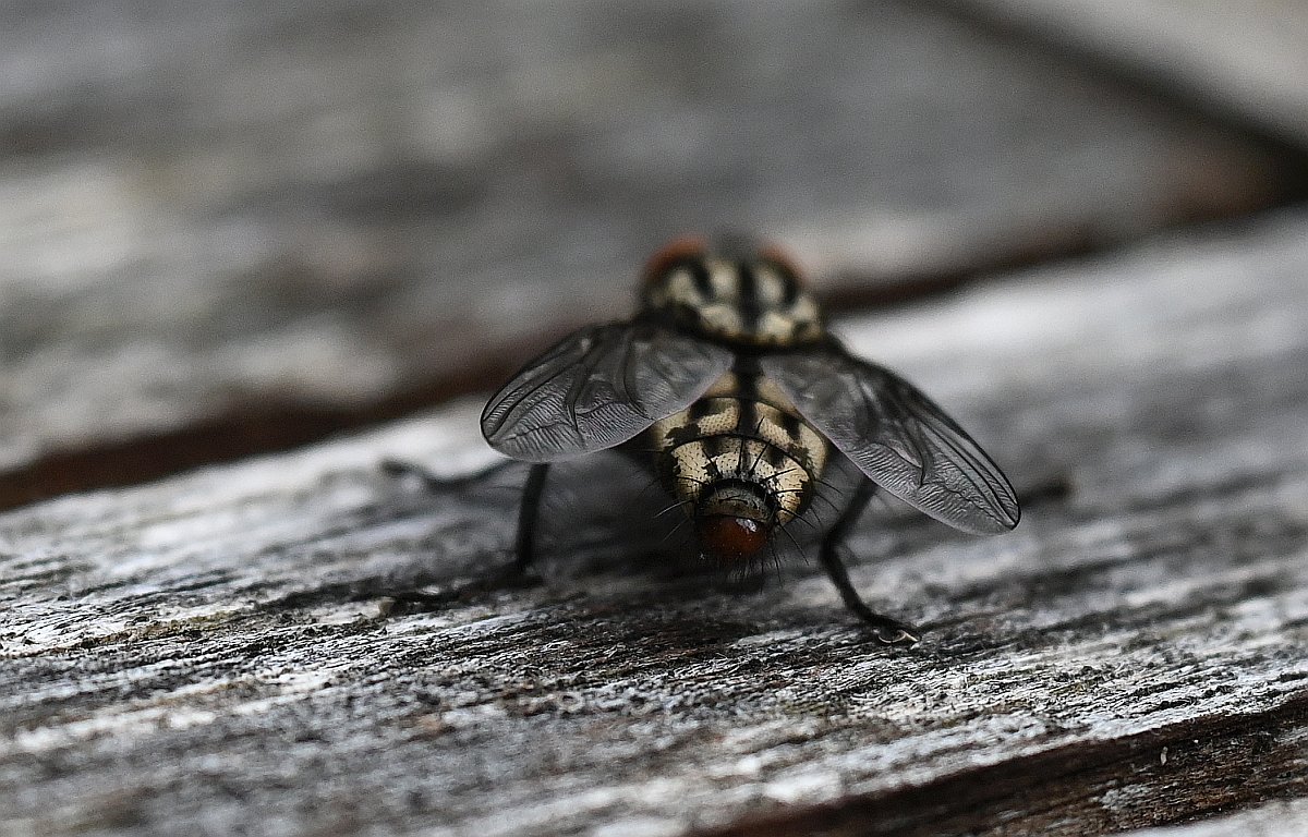 Fliege3.jpg