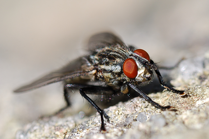 fliege3