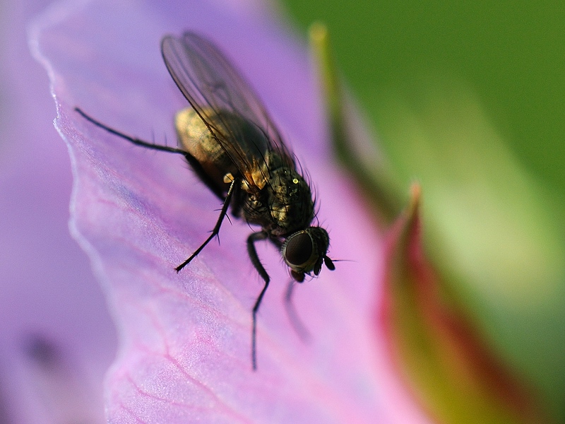 fliege7