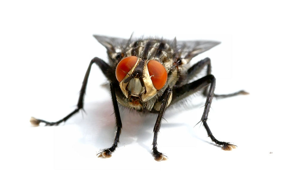 fliege900