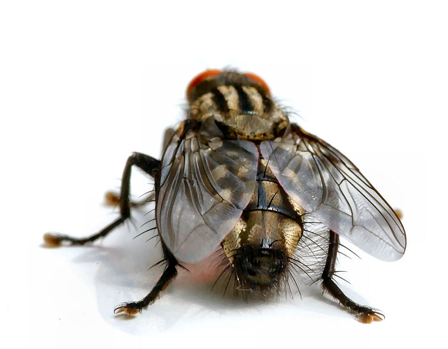 fliegenarsch900