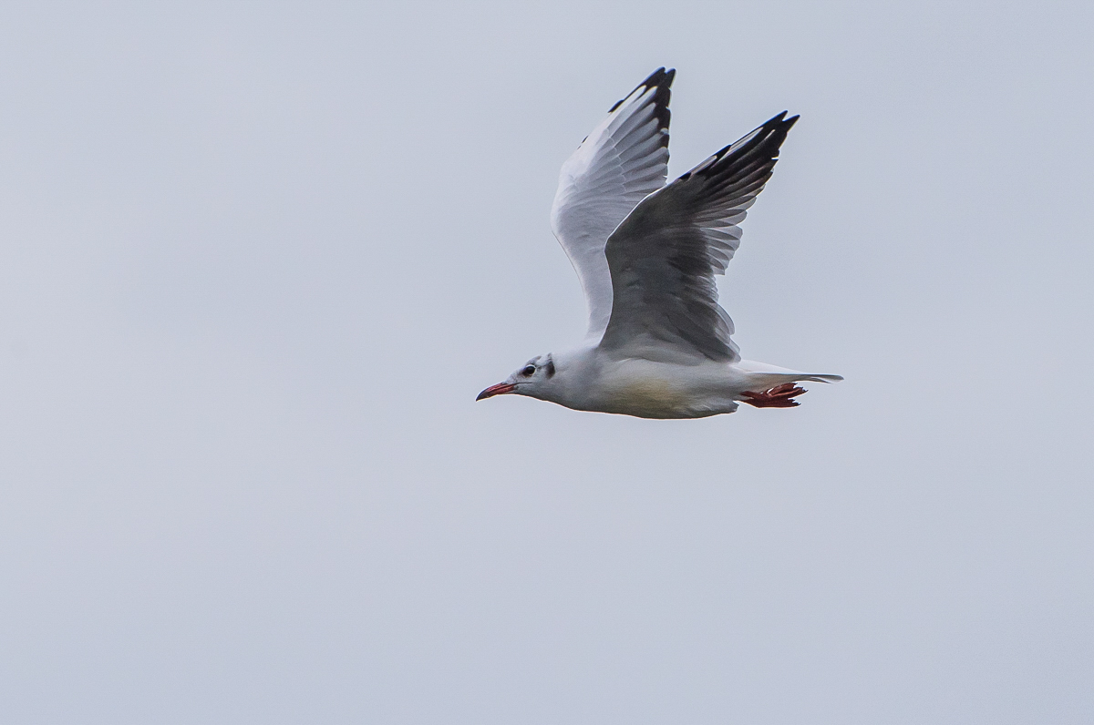 Fliegende Lachmöwe 1 (1 von 1).jpg