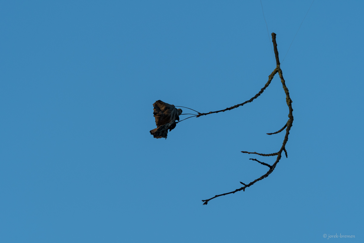 Fliegender Ast
