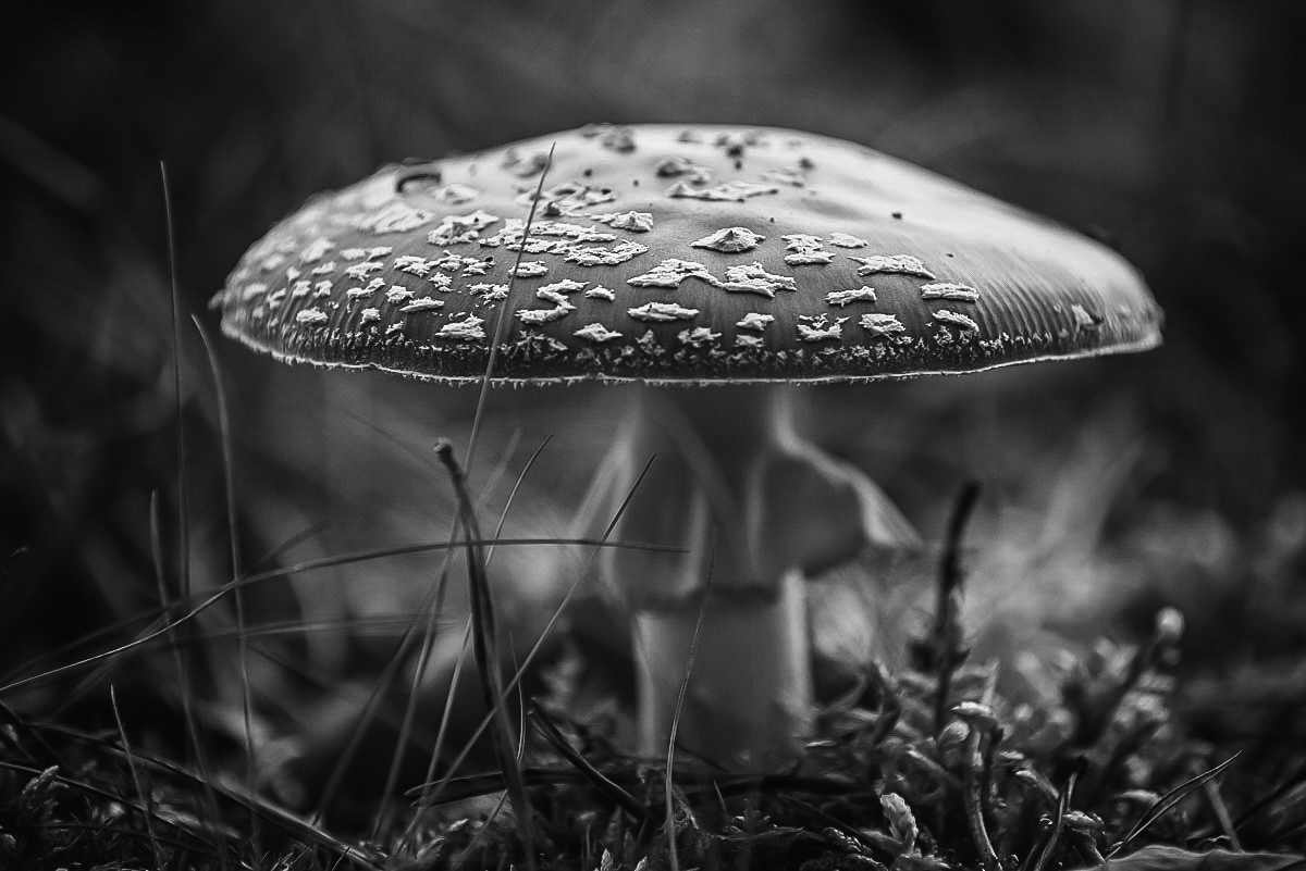 Fliegenpilz (1 von 1).JPG