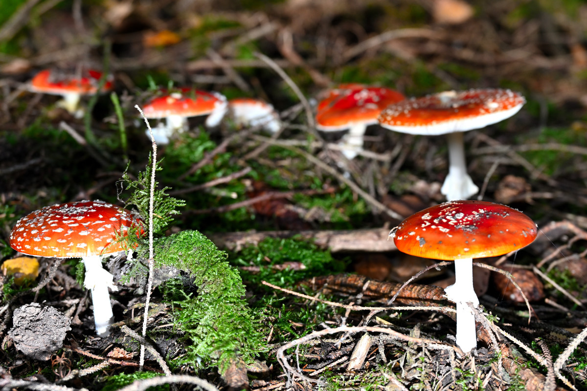Fliegenpilz-10.JPG