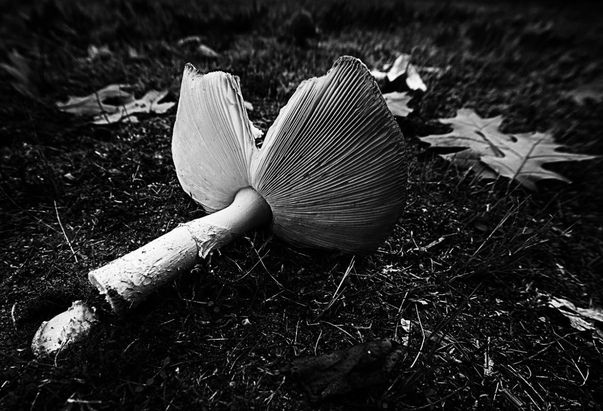 Fliegenpilz 12_BW.jpg