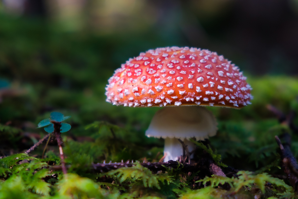 Fliegenpilz-2709.jpg