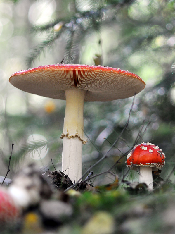 Fliegenpilz 4