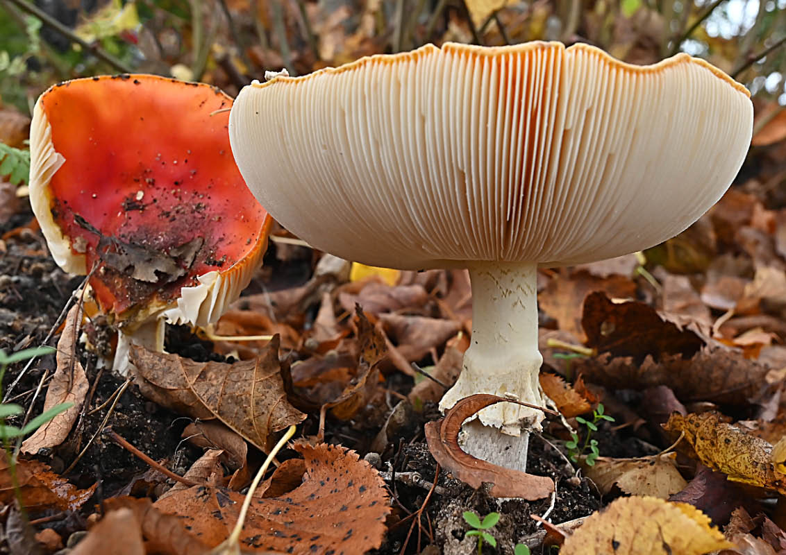 Fliegenpilz 5.jpg