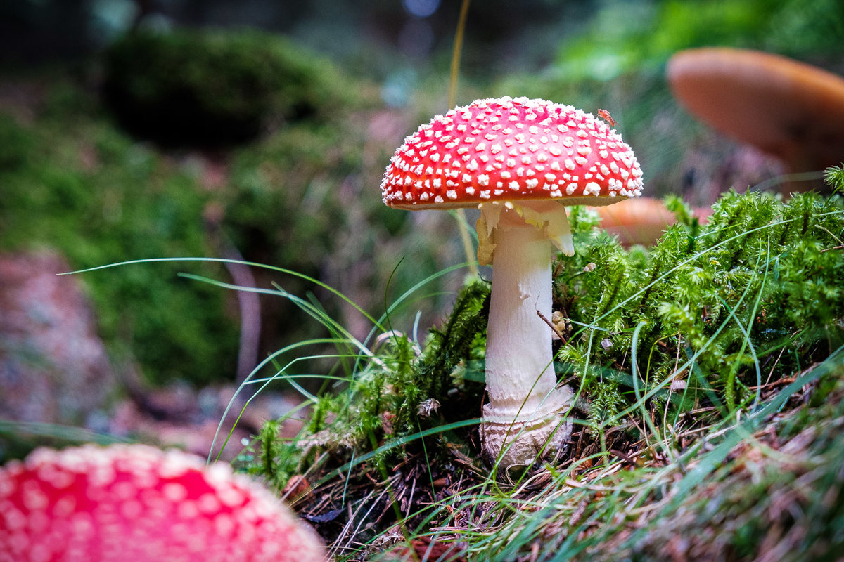 Fliegenpilz-Bokeh-5213.jpg