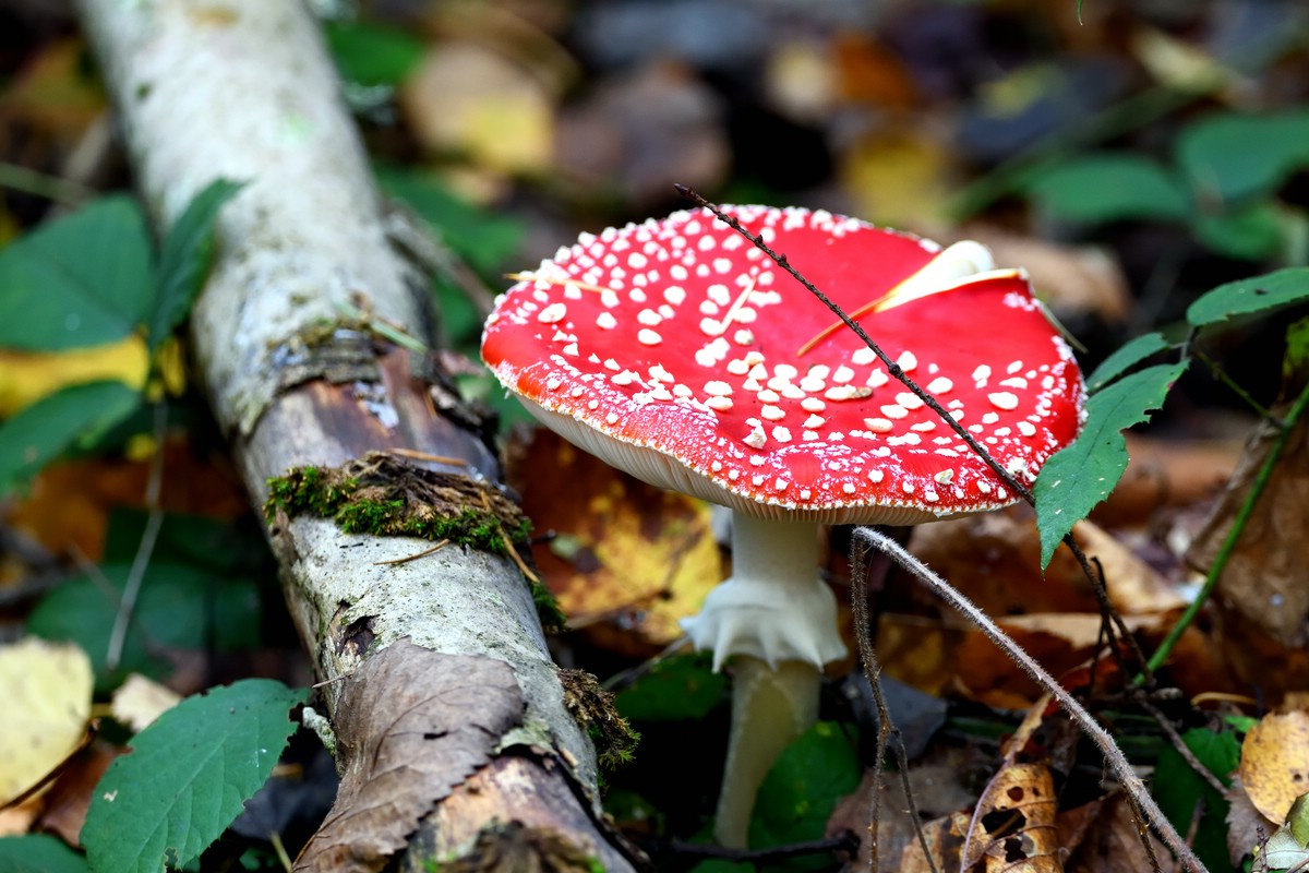 Fliegenpilz.jpg