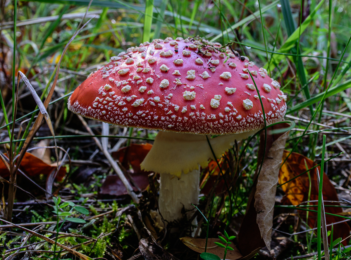 Fliegenpilz.jpg