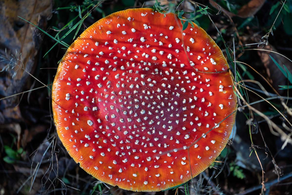 Fliegenpilz - schön rund.jpg